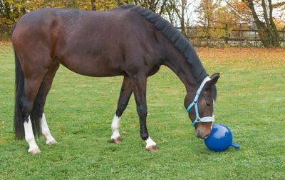 Paarden speelgoed