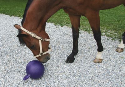Paardenspel met bal
