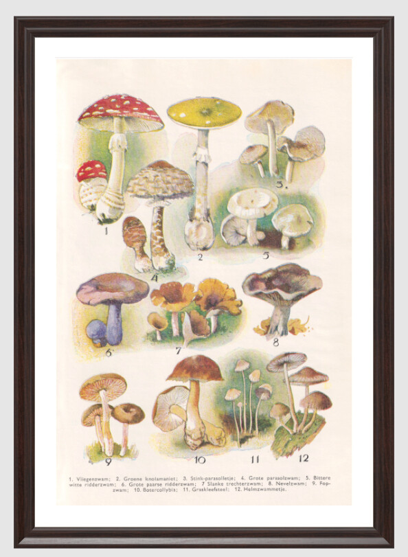 Paddenstoelen