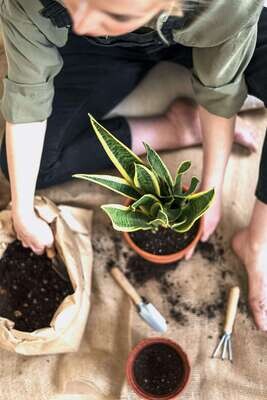 planten
