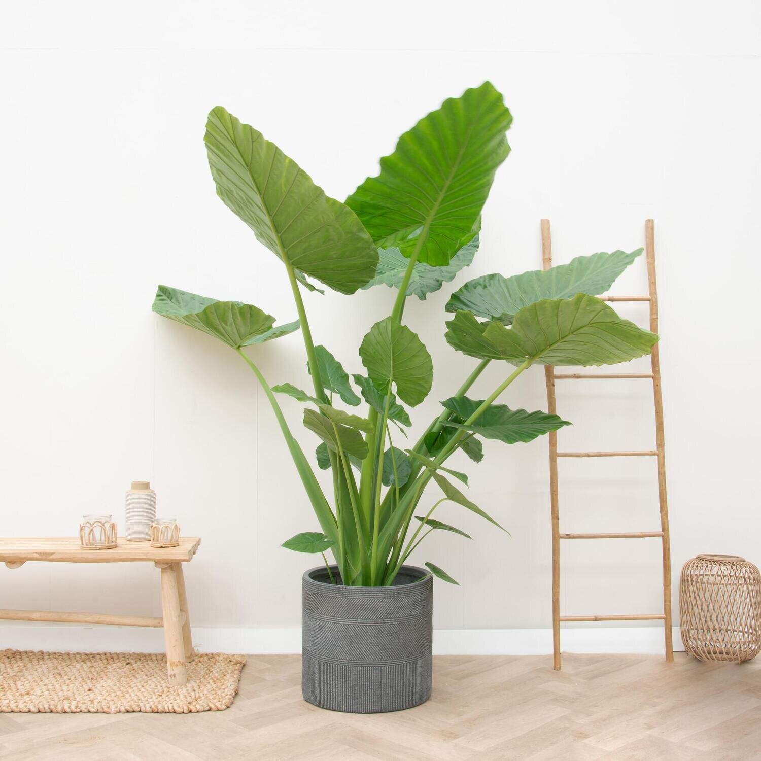 Alocasia Macrorrhiza - 220 cm