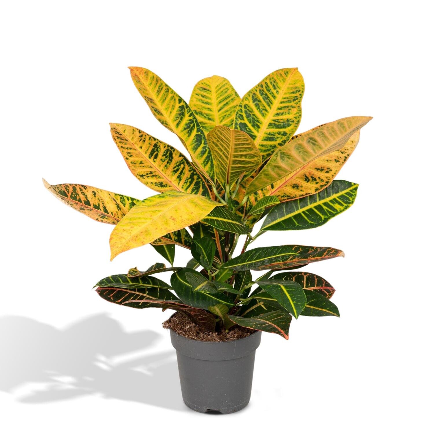 Codiaeum Variegatum Petra Ø17cm - ↕45cm Ø17cm - ↕45cm