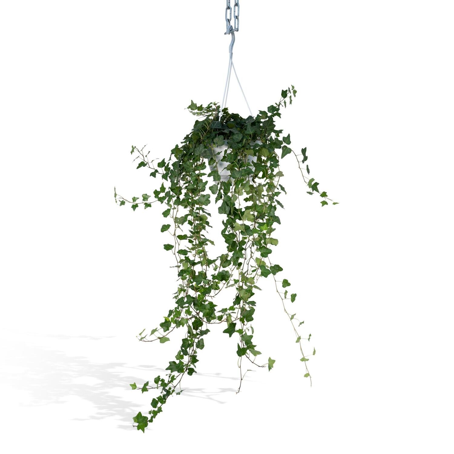 Hedera Helix Wonder Hedera Wonder Green Hang - Klimop - 70cm - Ø17