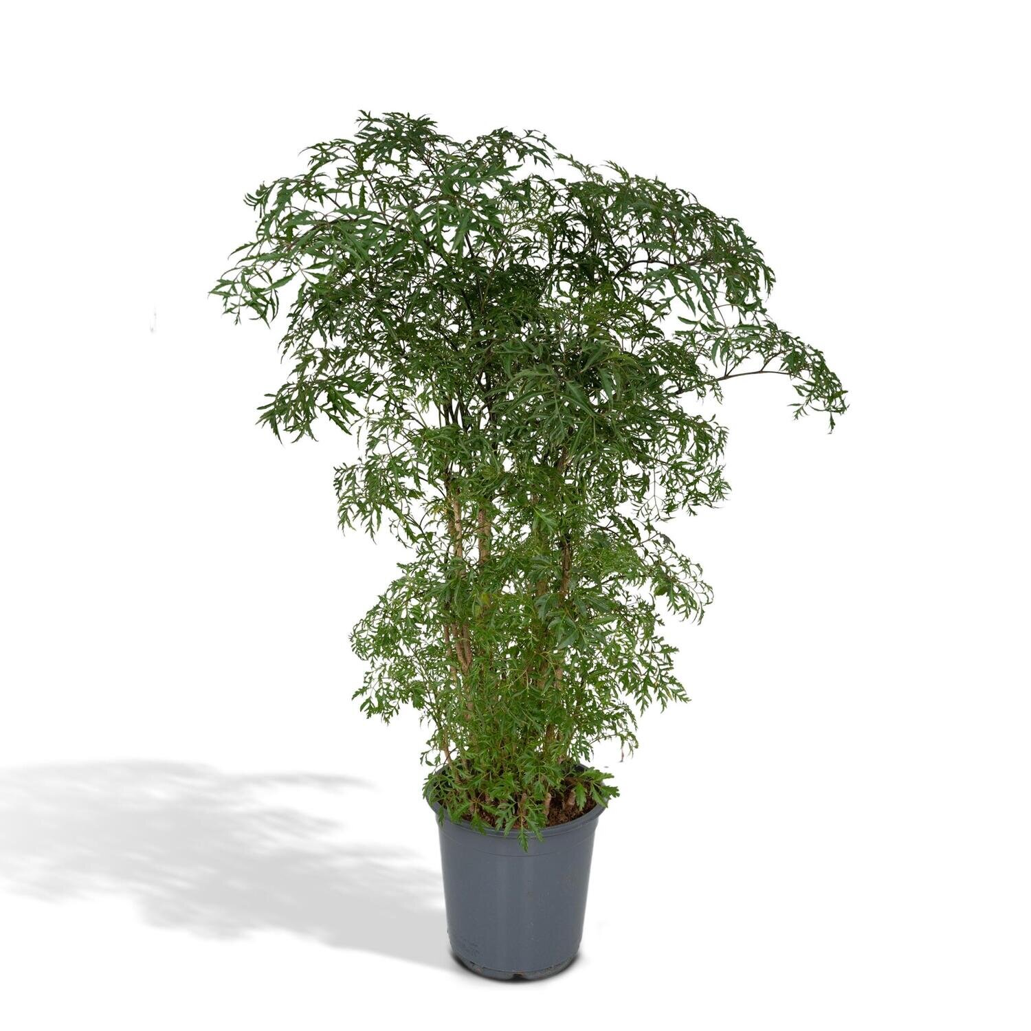 Polyscias Fruticosa - Aralia - 75cm - Ø21 Polyscias Fruticosa - Aralia - 75cm - Ø21