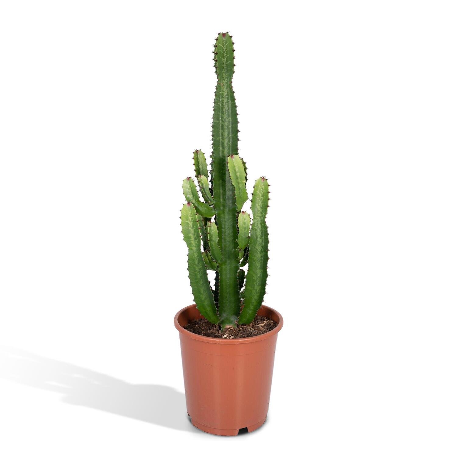 Euphorbia Acrurensis Euphorbia Inges Acruensis - Cactus - 90cm - Ø24