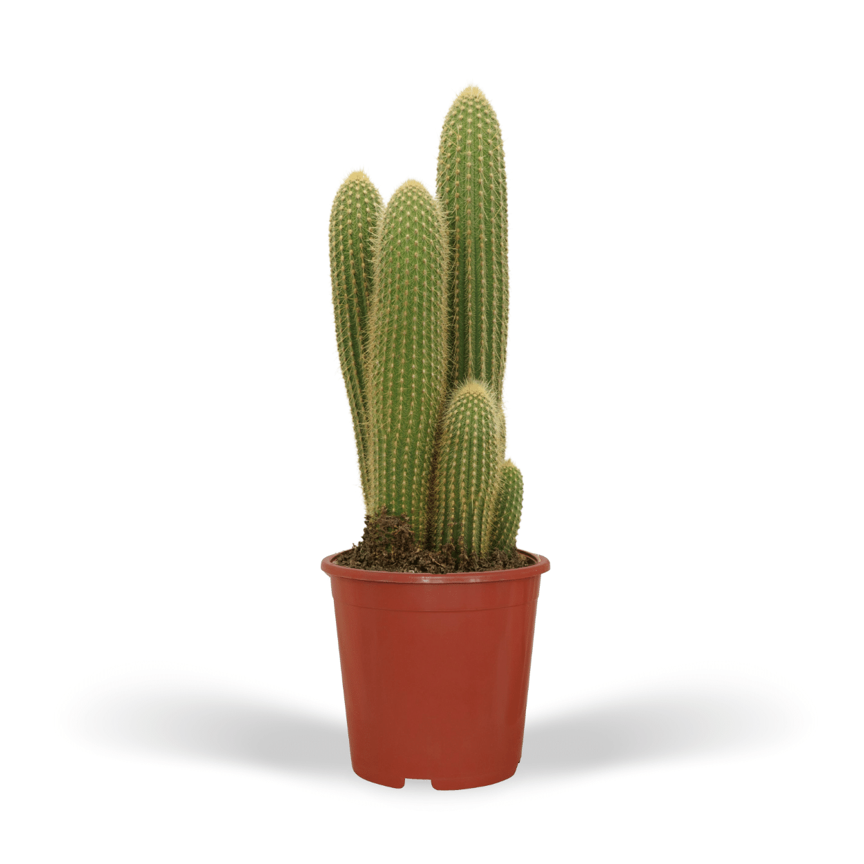 Vatricania Guentheri Ø21cm - ↕55cm Ø21cm - ↕55cm