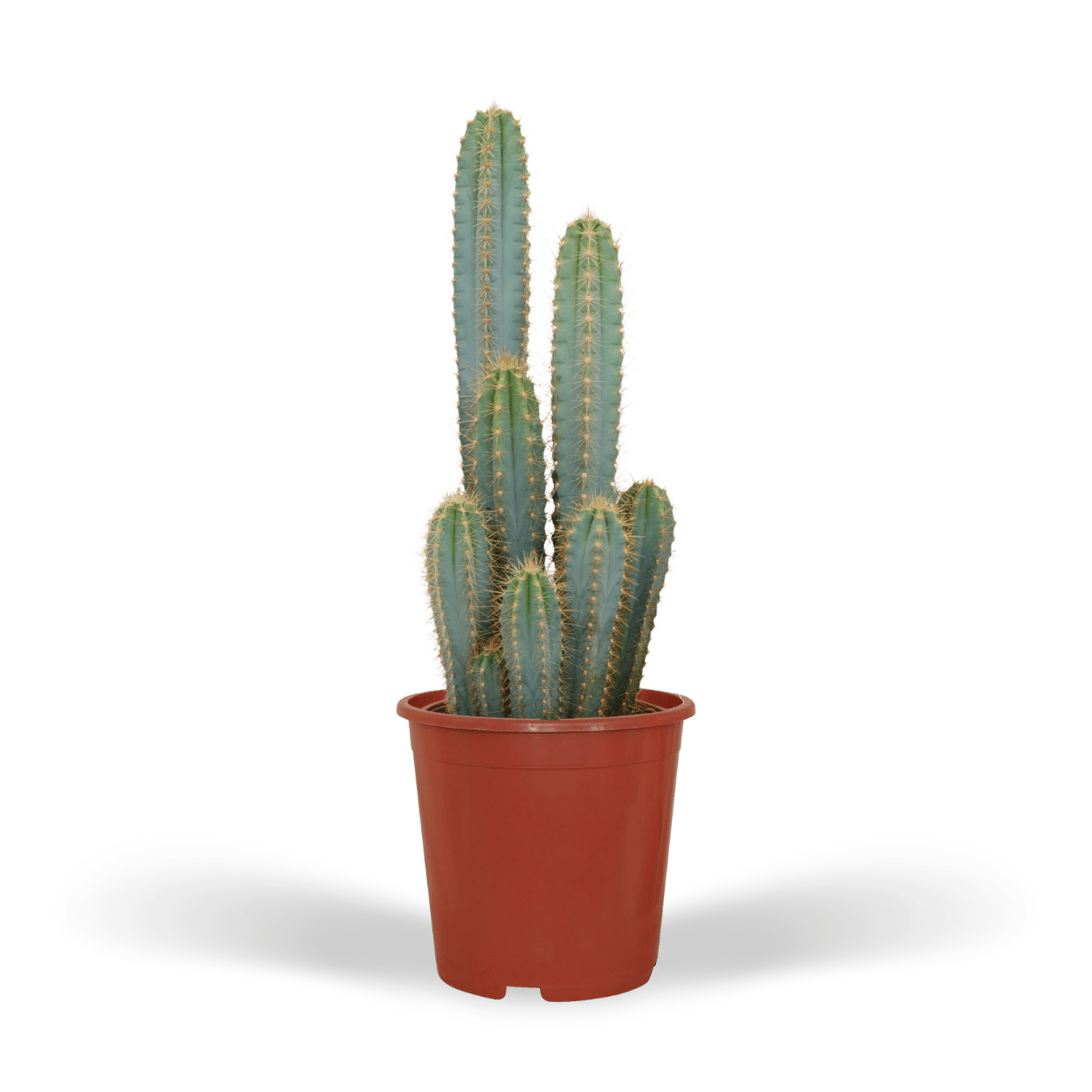 Pilosocereus Azureus Ø21cm - ↕55cm Ø21cm - ↕55cm