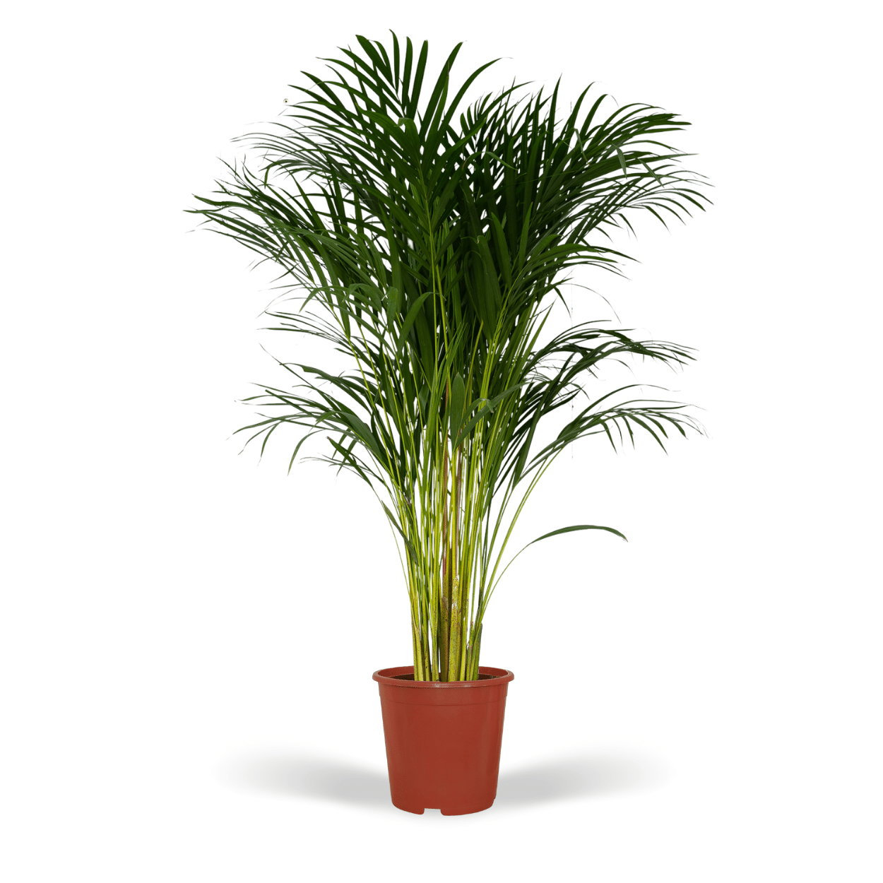 Dypsis Lutescens Dypsis Lutescens - Areca Palm - 120cm - Ø24