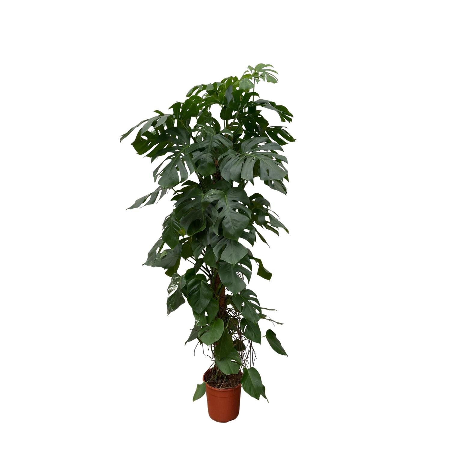 Monstera Deliciosa XXL - 225cm - ⌀35 Monstera Deliciosa XXL - 225cm - ⌀40