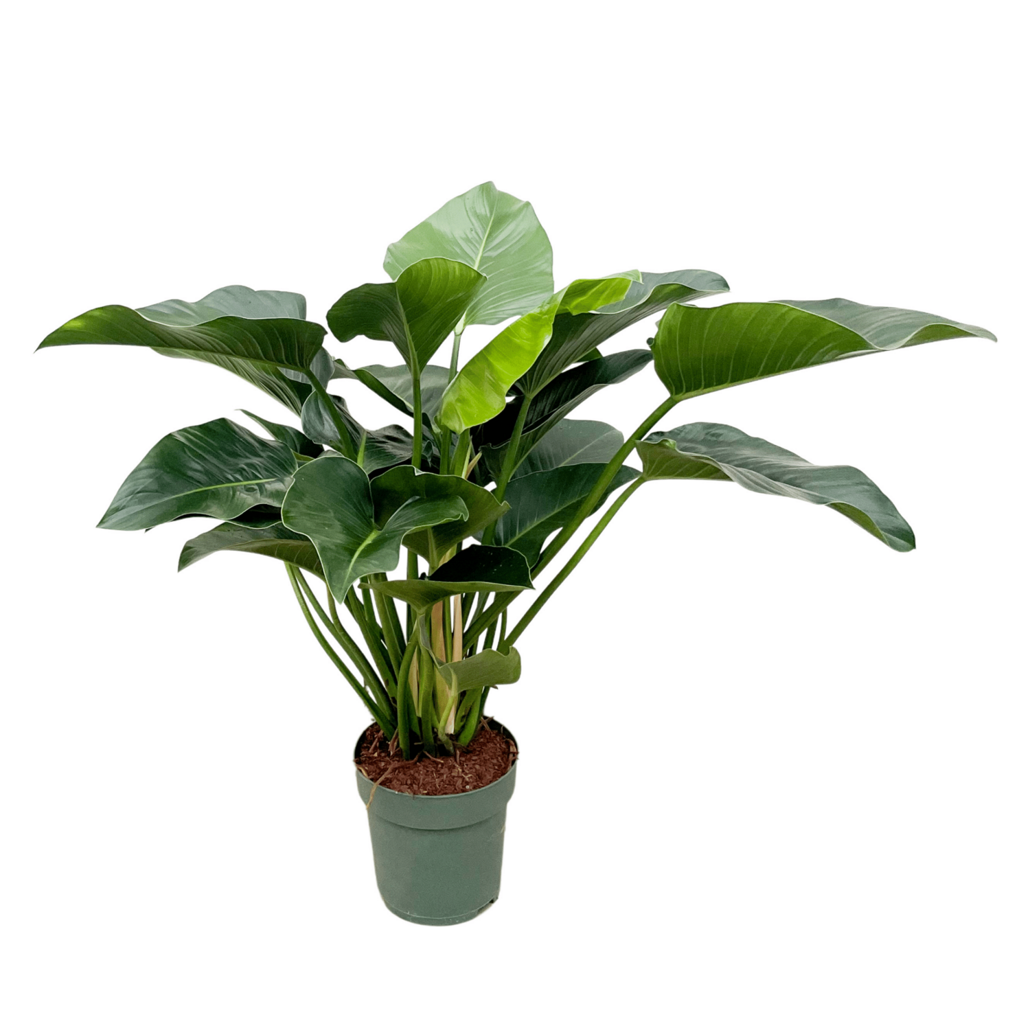 Philodendron Beauty XXL Philodendron Green Beauty - 120cm - ⌀30