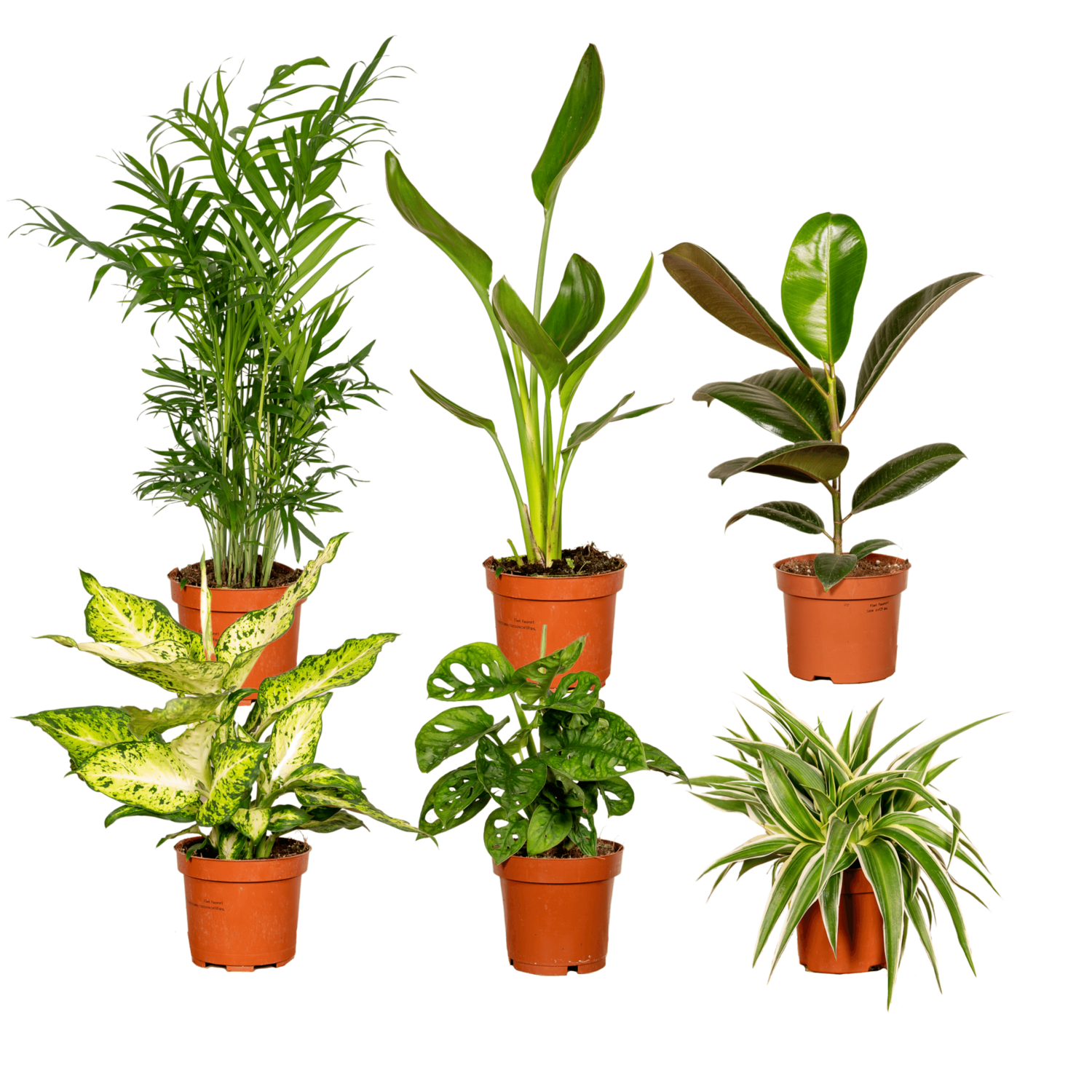 5x Verrassingsbox Verrassingsbox - 6 diverse kamerplanten - 10-25 cm - Ø12