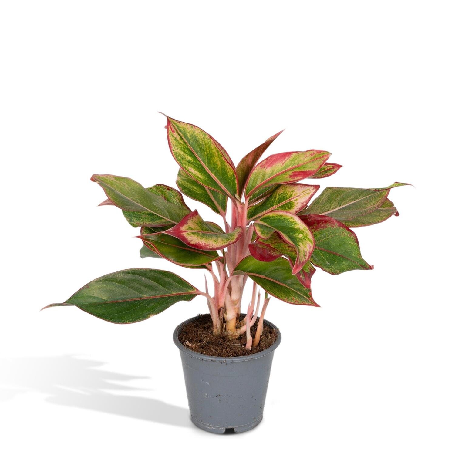 Aglaonema Crete Ø12cm - ↕50cm Ø12cm - ↕50cm