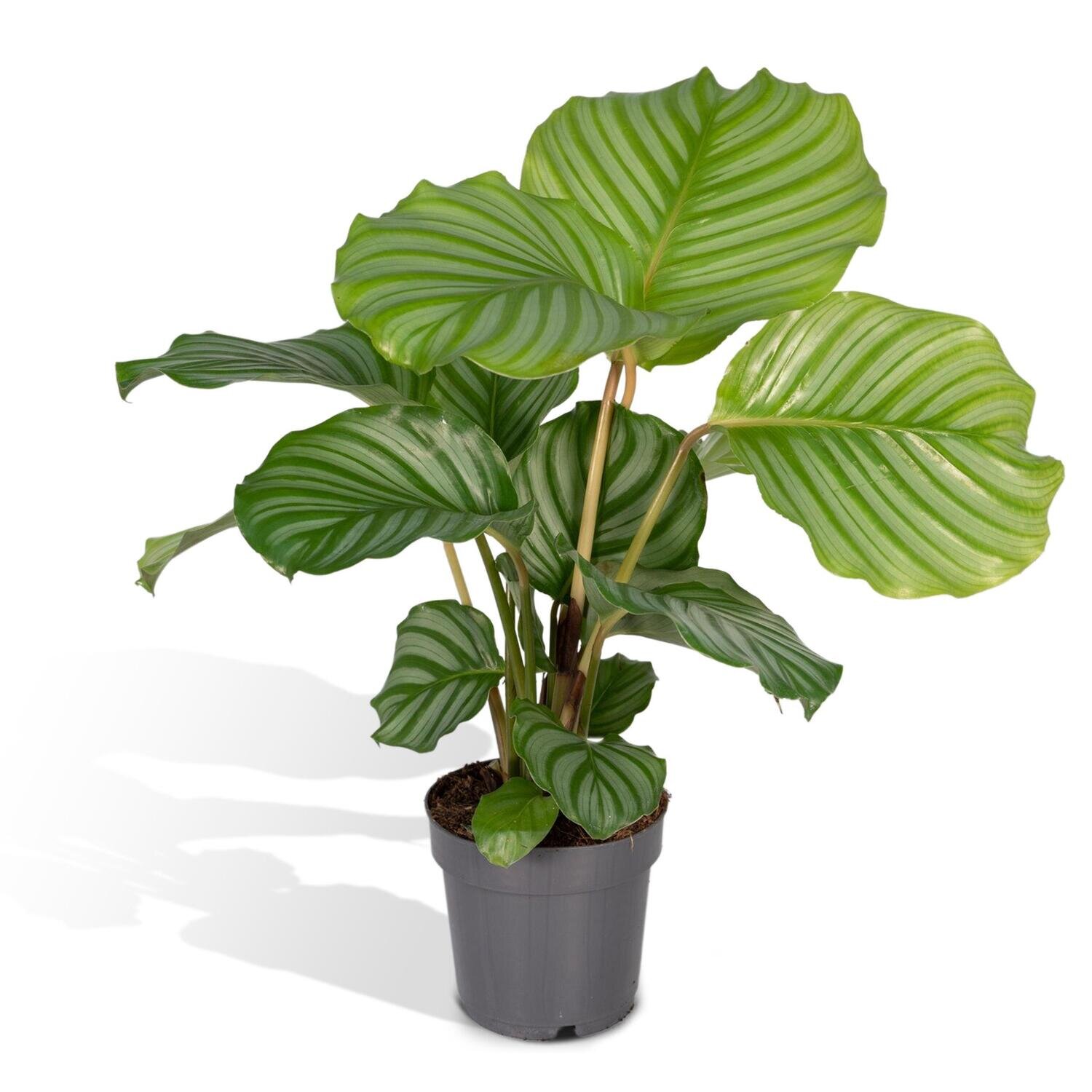 Calathea Orbifolia - 50cm - ø14 Calathea Orbifolia - 50cm - ø14