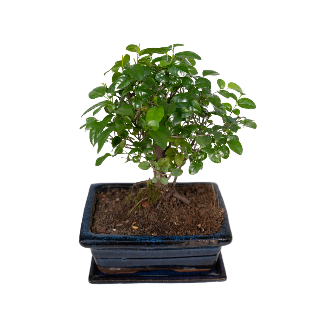 Bonsai Bol Vorm Ø15cm - ↕30cm Ø15cm - ↕30cm