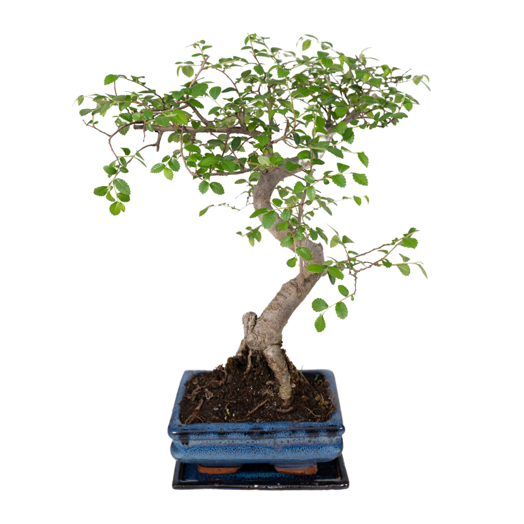 Bonsai S-vorm Ø15cm - ↕15cm Ø15cm - ↕15cm