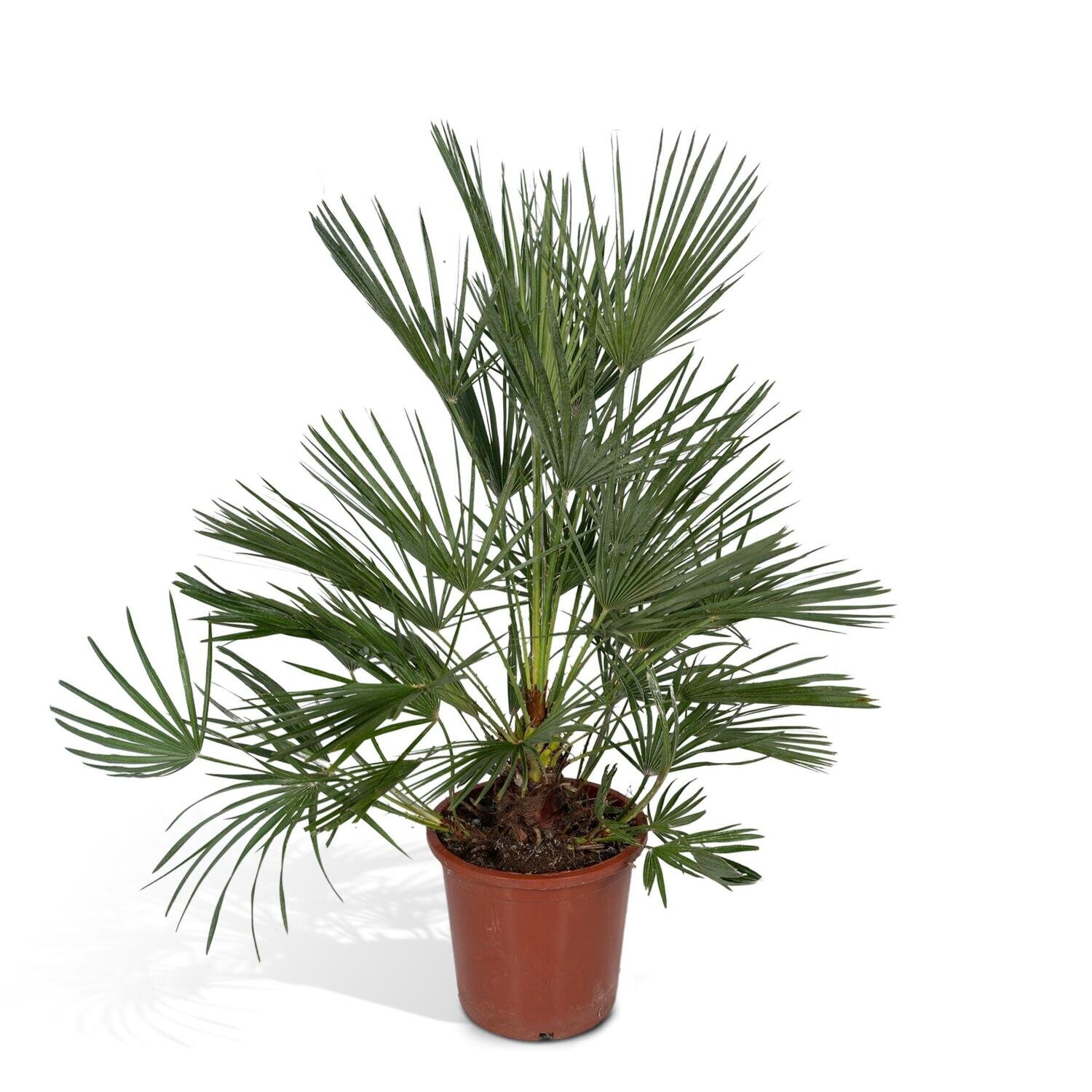 Chamaerops Humilis Chamaerops Humilis - 100cm - Ø27