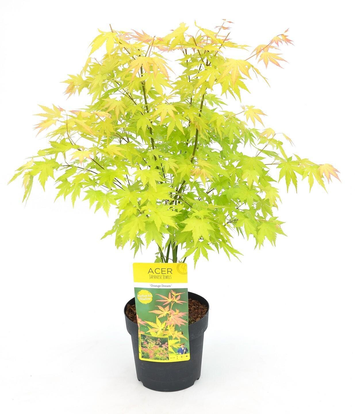Acer palmatum Orange Dream Acer palm. &#39;Orange Dream&#39; - ↨40cm - Ø19cm