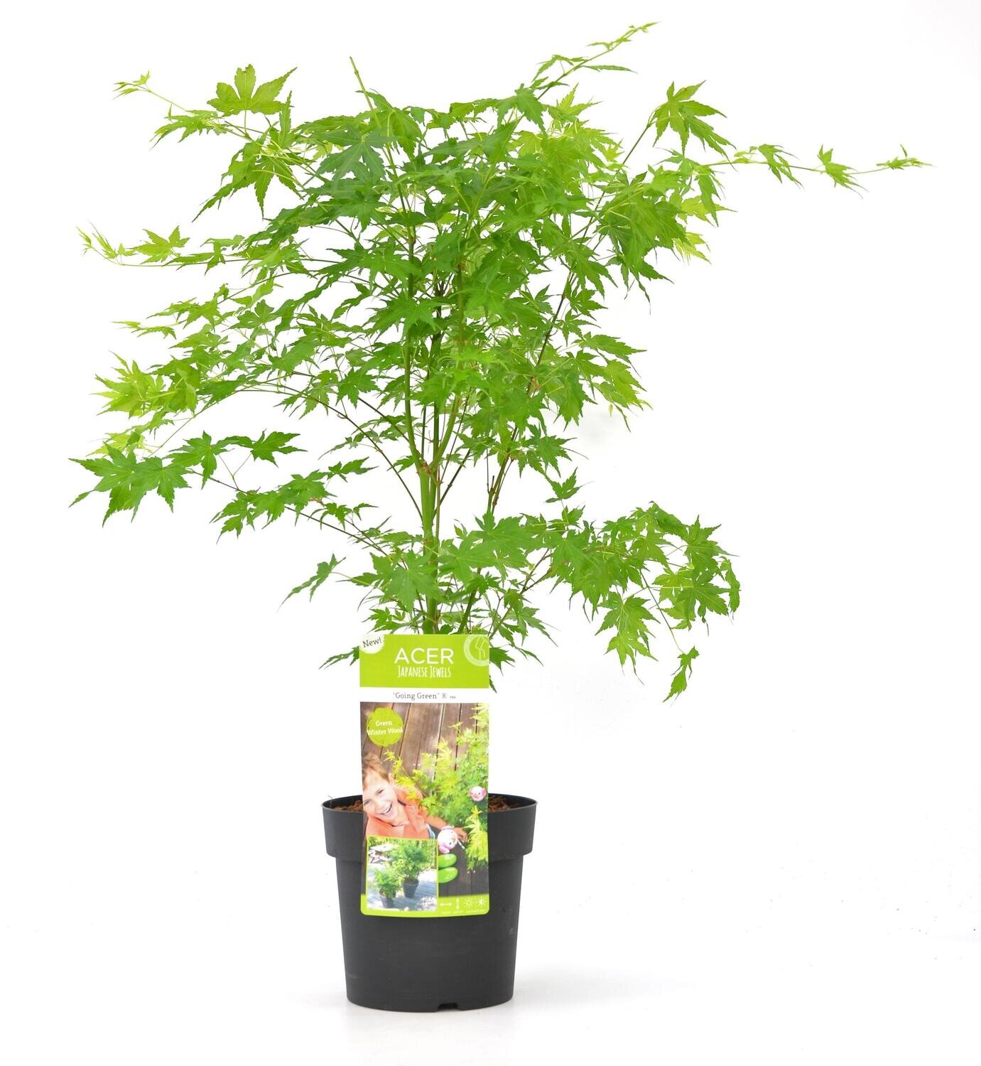 Acer palmatum Going Green Acer palm. &#39;Going Green&#39;® - ↨40cm - Ø19cm