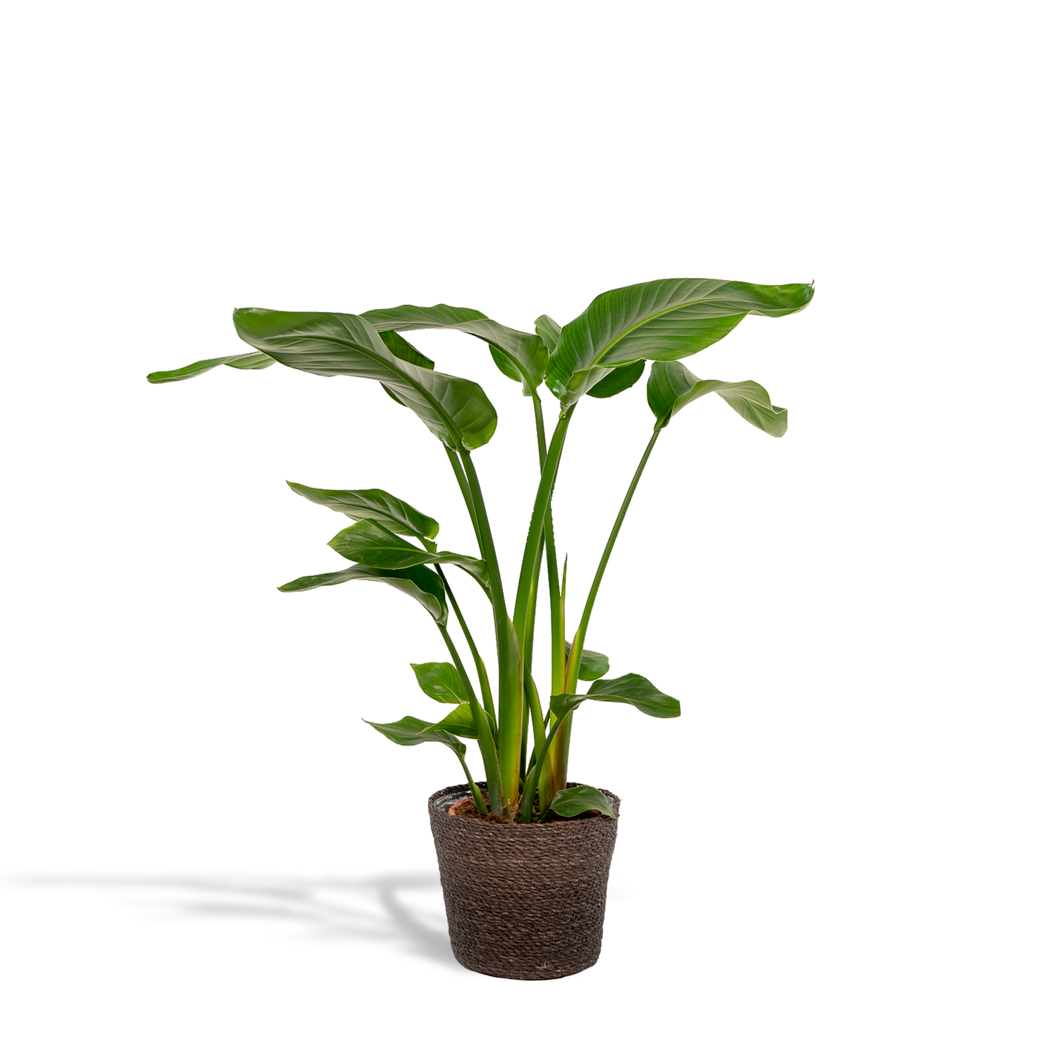 Strelitzia Nicolai Ø19cm - ↕80cm Strelitzia Nicolai - ↨90cm - Ø19cm + Mand Igmar