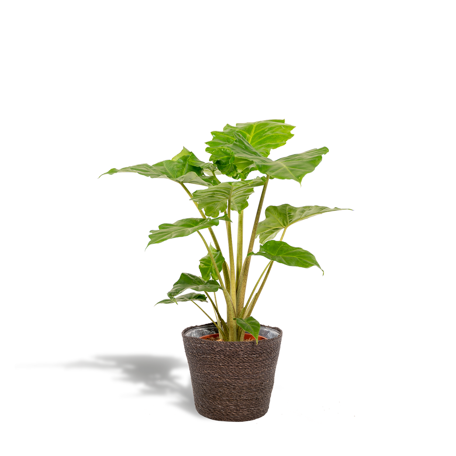 Alocasia Portodora - ↨80cm - Ø21cm Alocasia Portodora - ↨80cm - Ø21cm + Mand Igmar