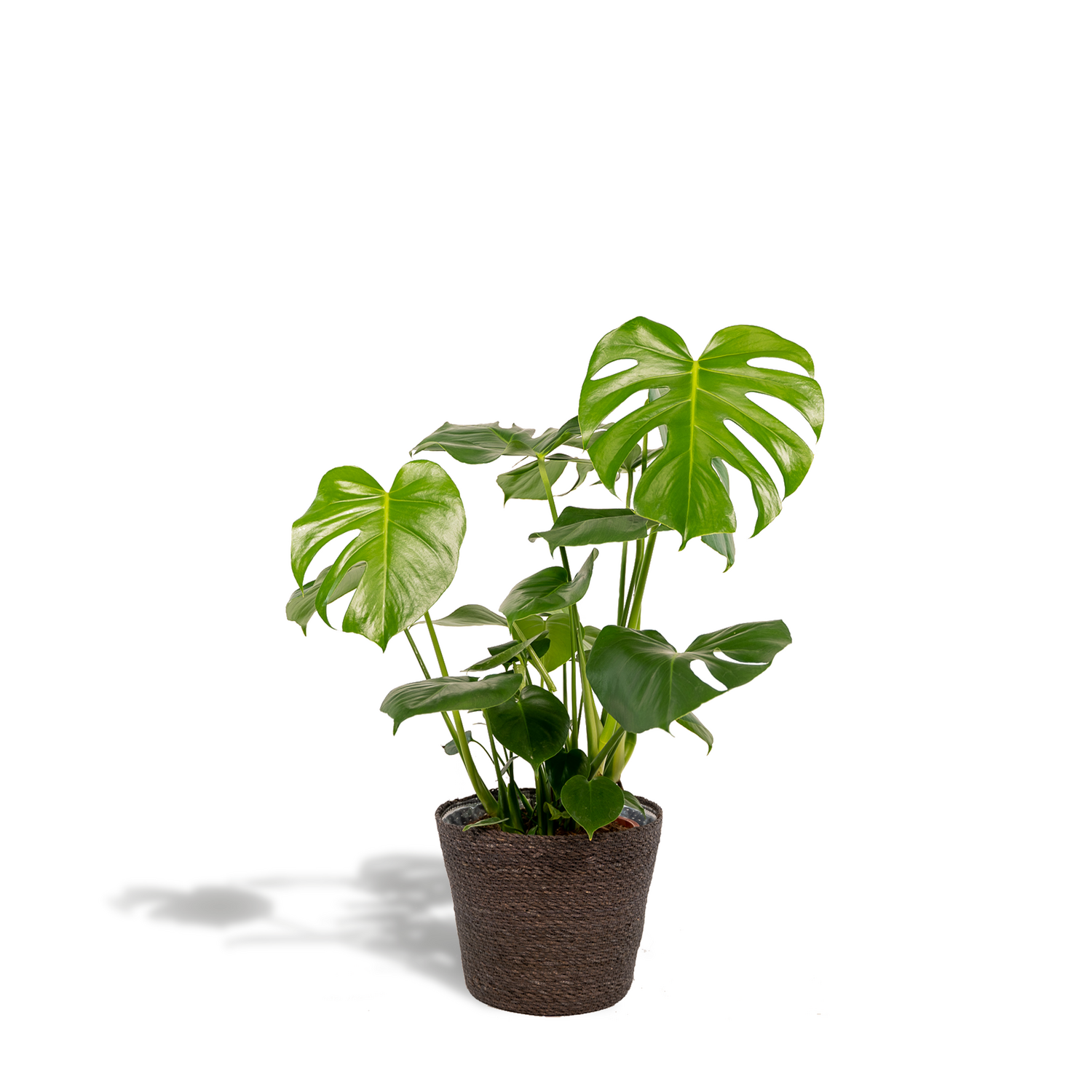 Monstera Deliciosa - Gatenplant - 65cm - Ø21 Monstera Deliciosa - ↨80cm - Ø21cm + Mand Igmar