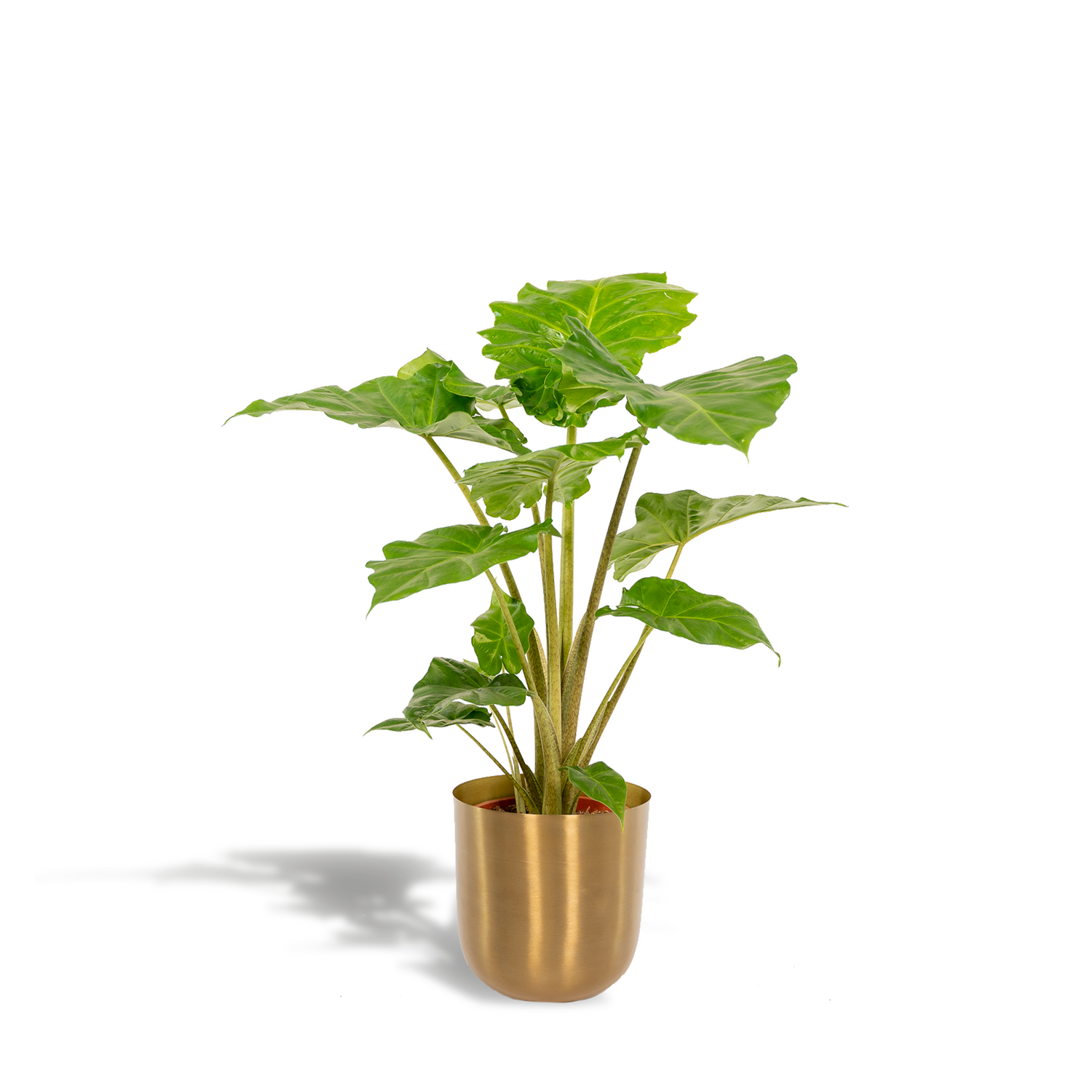 Alocasia Portodora - ↨80cm - Ø21cm Alocasia Portodora - ↨80cm - Ø21cm + Pot Mayk Gold