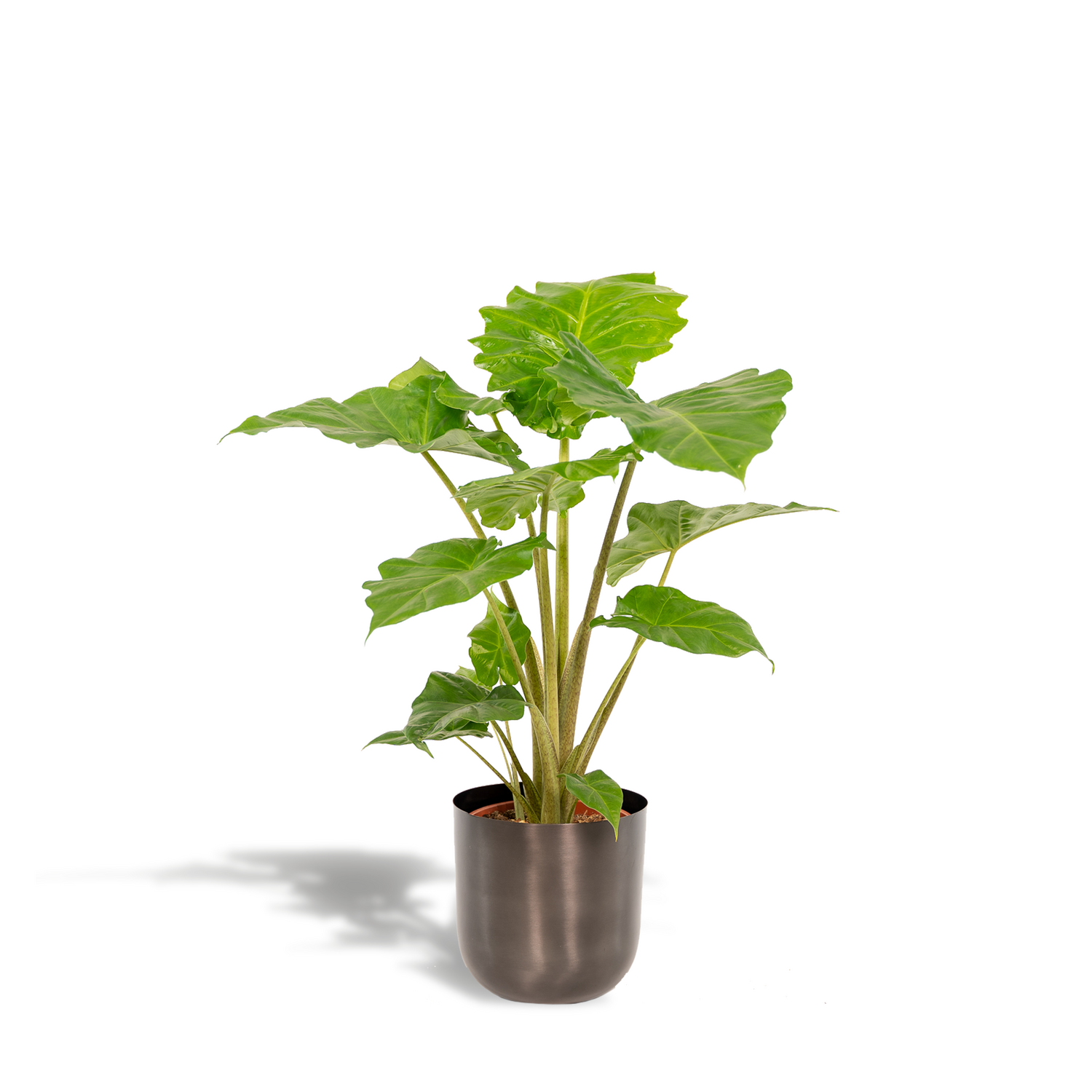 Alocasia Portodora - ↨80cm - Ø21cm Alocasia Portodora - ↨80cm - Ø21cm + Pot Mayk Lead