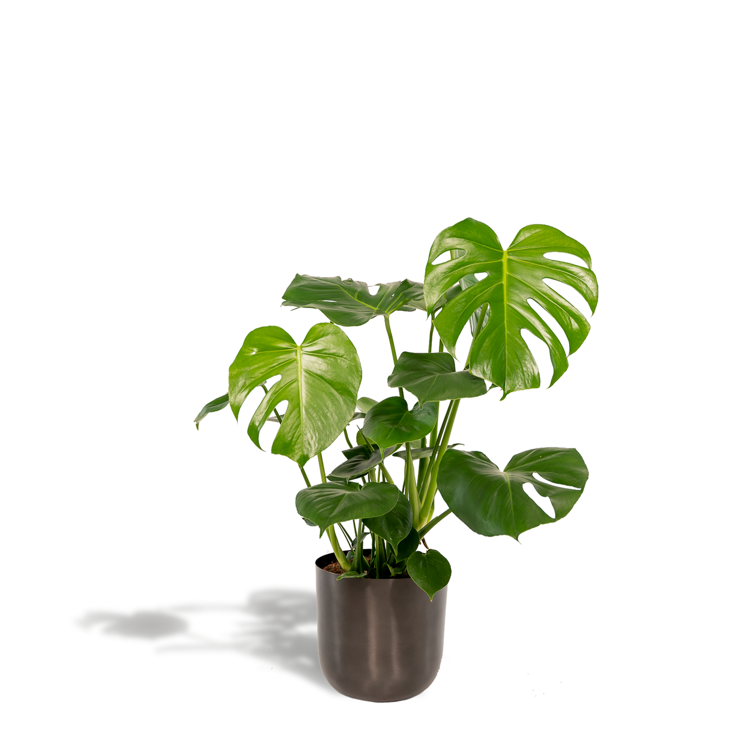 Monstera Deliciosa - Gatenplant - 65cm - Ø21 Monstera Deliciosa- ↨80cm - Ø21cm + Pot Mayk Lead