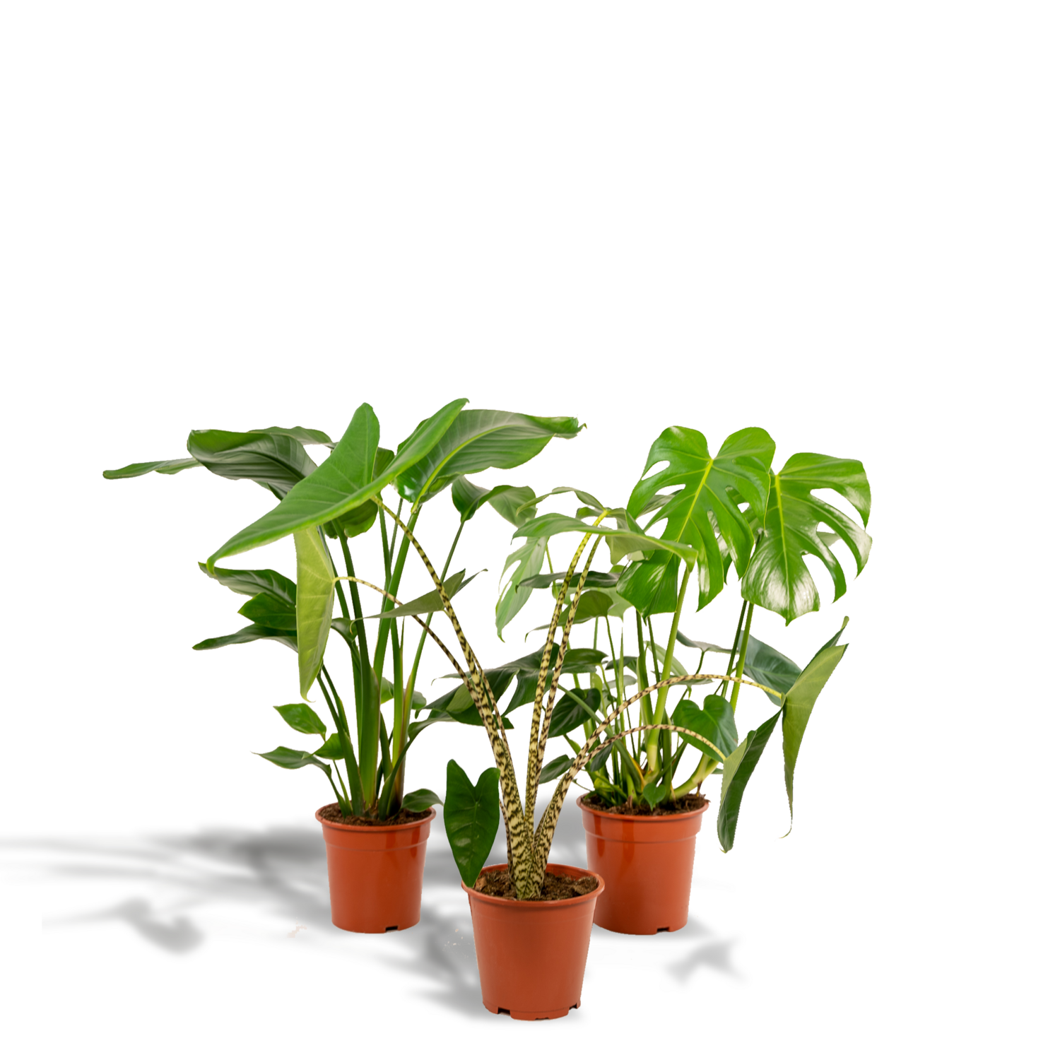Strelitzia Nicolai Ø19cm - ↕80cm Monstera Deliciosa - ↨75cm - Ø21cm + Alocasia Zebrina - ↨75cm - Ø19cm + Strelitzia Nicolai - ↨85cm - Ø19cm