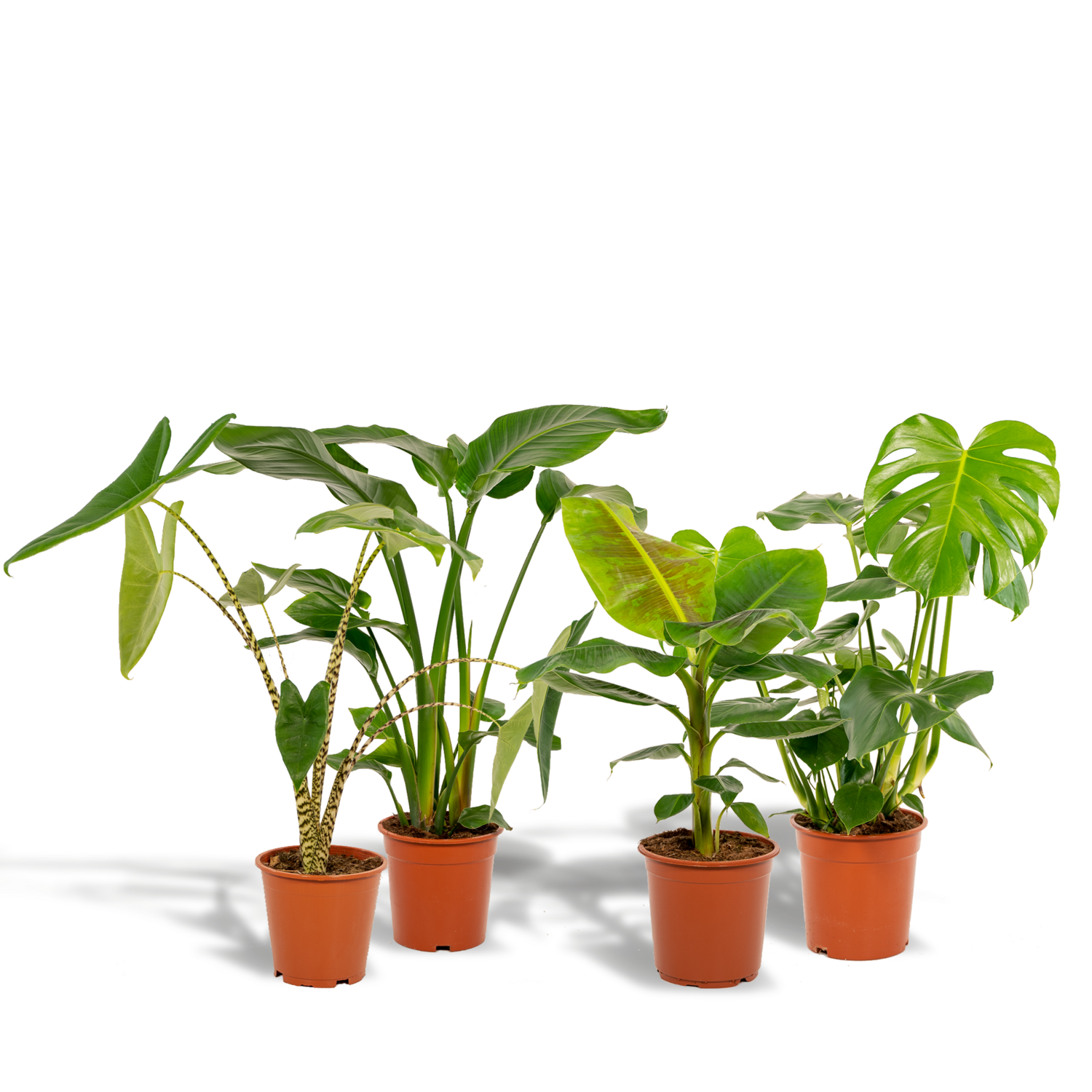 Musa Dwarf Cavendish - Ø21cm - ↕90cm Monstera Deliciosa - ↨75cm - Ø21cm + Alocasia Zebrina - ↨75cm - Ø19cm + Strelitzia Nicolai - ↨85cm - Ø19cm + Musa Dwarf Cavendish - ↨85cm - Ø21cm