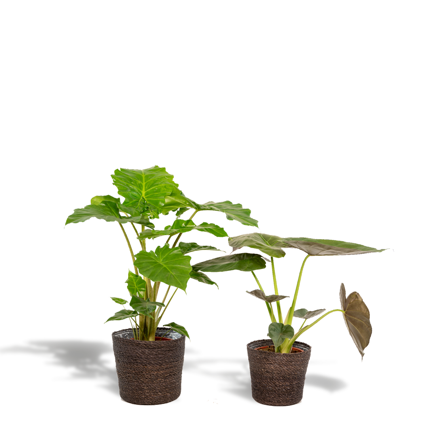 Alocasia Portodora - ↨80cm - Ø21cm Alocasia Wentii - 60cm - Ø19cm + Alocasia Portodora - 75cm - Ø19cm + Incl. Mand Igmar