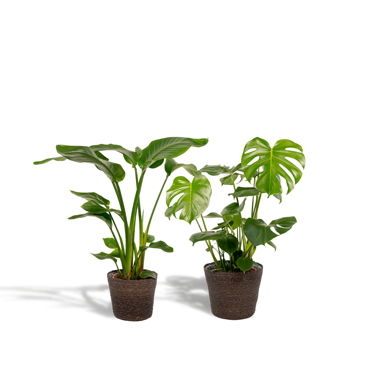 Strelitzia Nicolai Ø19cm - ↕80cm Strelitzia Nicolai - ↨85cm - Ø19cm + Monstera Deliciosa - ↨75cm - Ø21cm + Incl. Mand Igmar