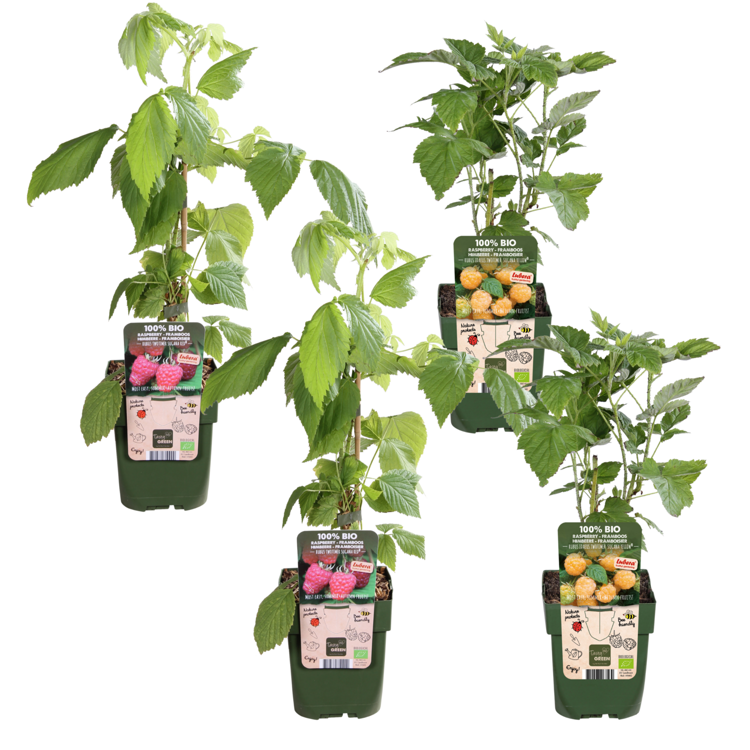 Rubus id. Twotimer &#39;Sugana Red&#39;® - ↨45cm - Ø13 4x - Rubus id. Twotimer Mix - ↨45cm - Ø13
