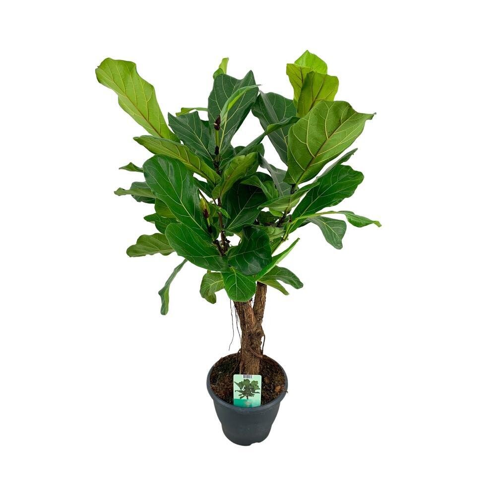 Ficus Lyrata - Ø26cm - ↕100cm Ø26cm - ↕100cm