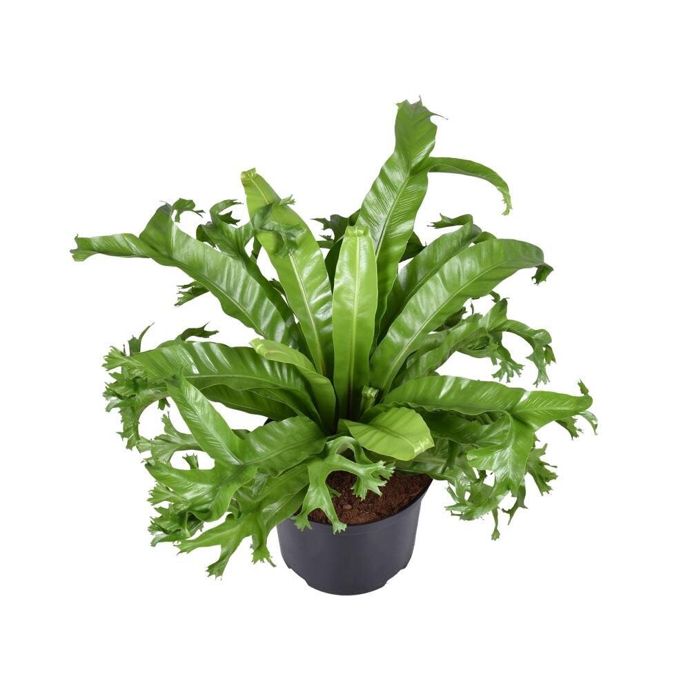 Asplenium Nidus Crissie - Ø23cm - ↕55cm Ø23cm - ↕55cm