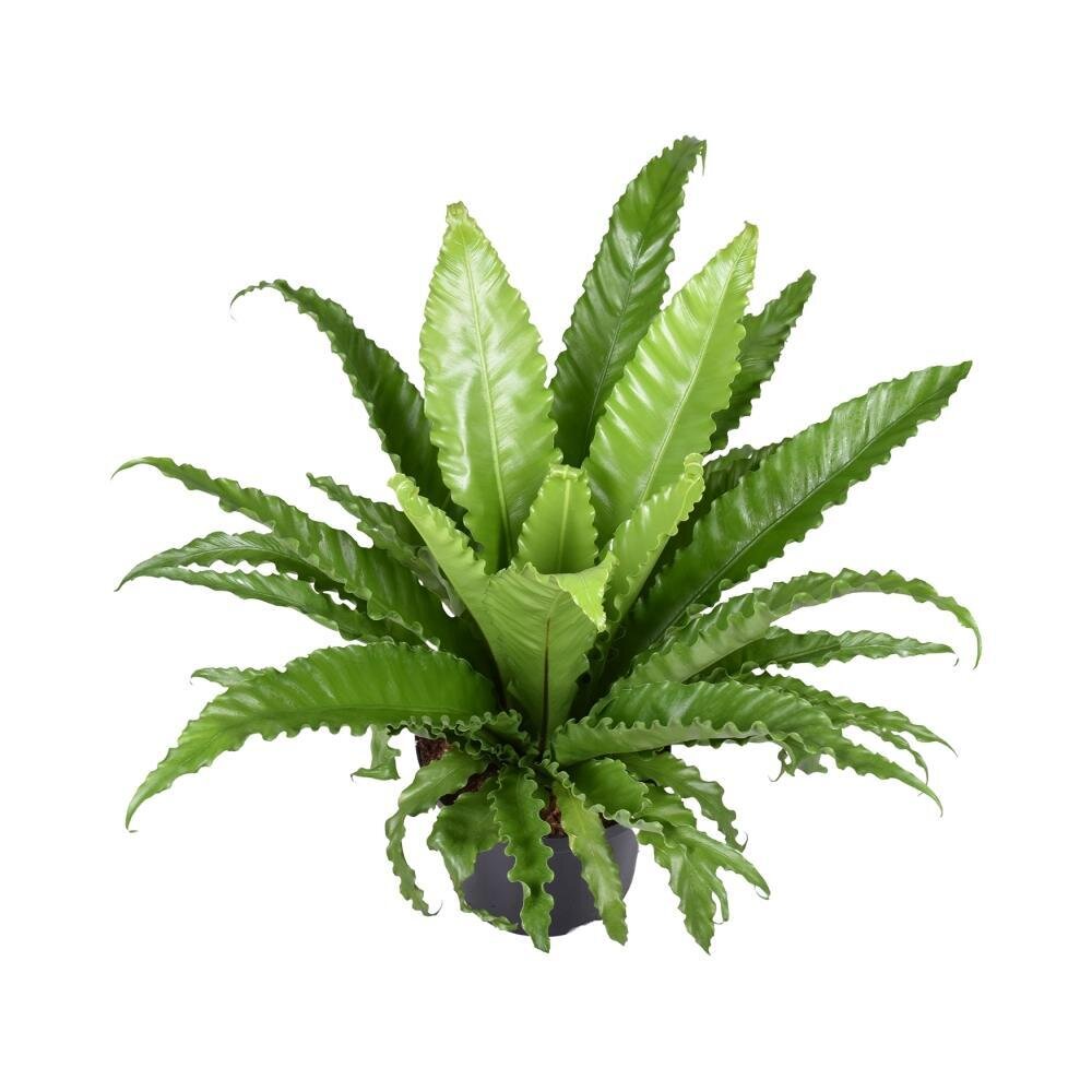 Asplenium Antiquum Osaka - Ø23cm - ↕60cm Ø23cm - ↕60cm