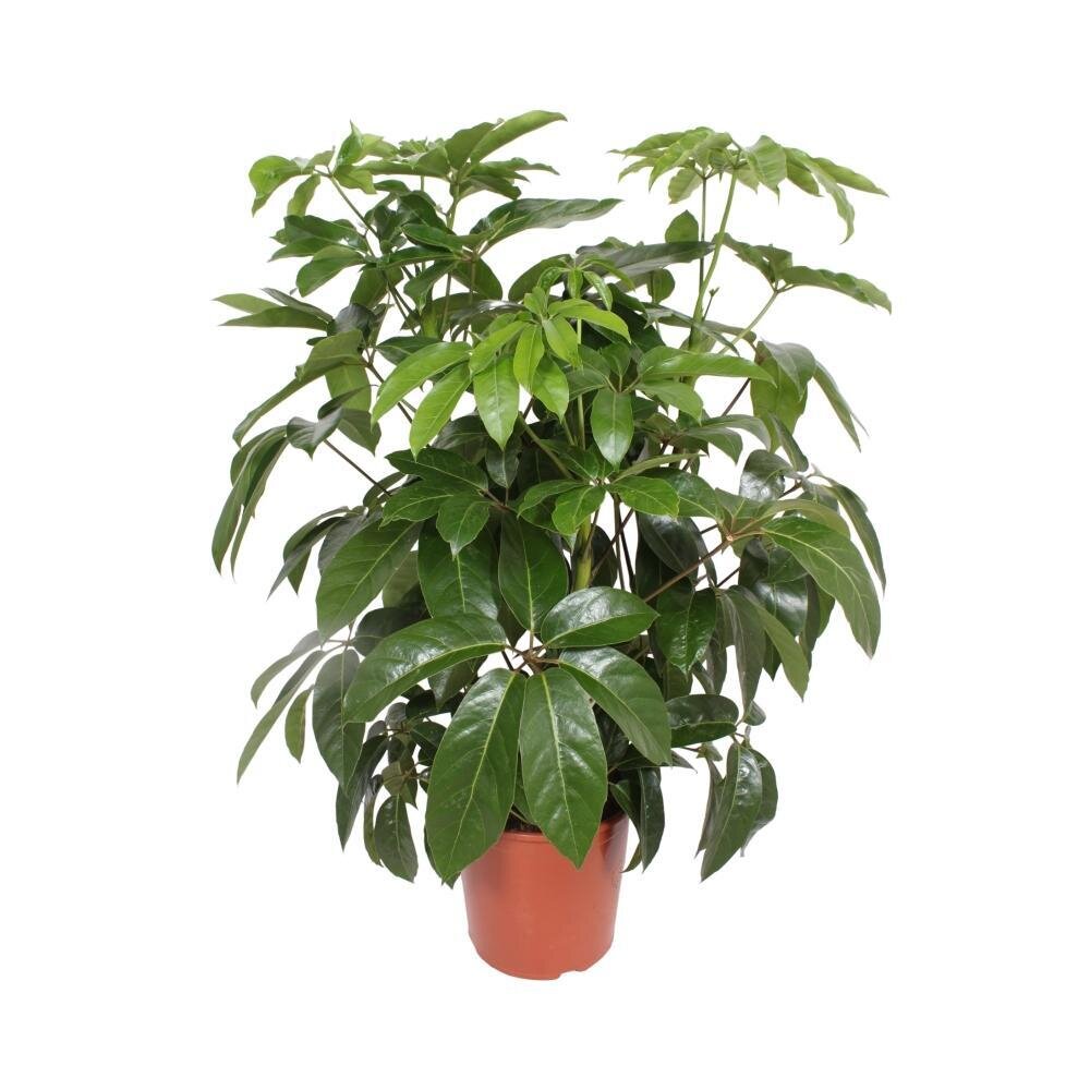 Schefflera Actinophylla Amate - Ø30cm - ↕120cm Ø30cm - ↕120cm