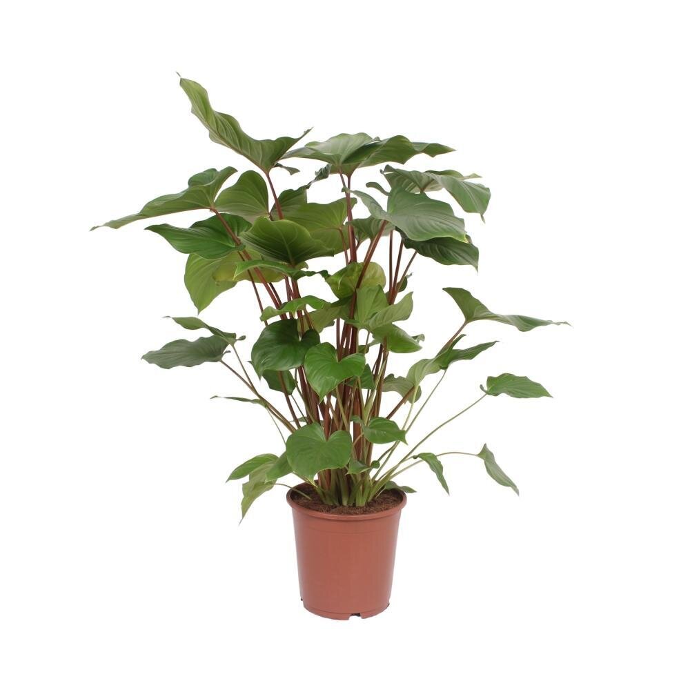 Homalomena Rubescens Maggy - Ø24cm - ↕90cm Ø24cm - ↕90cm