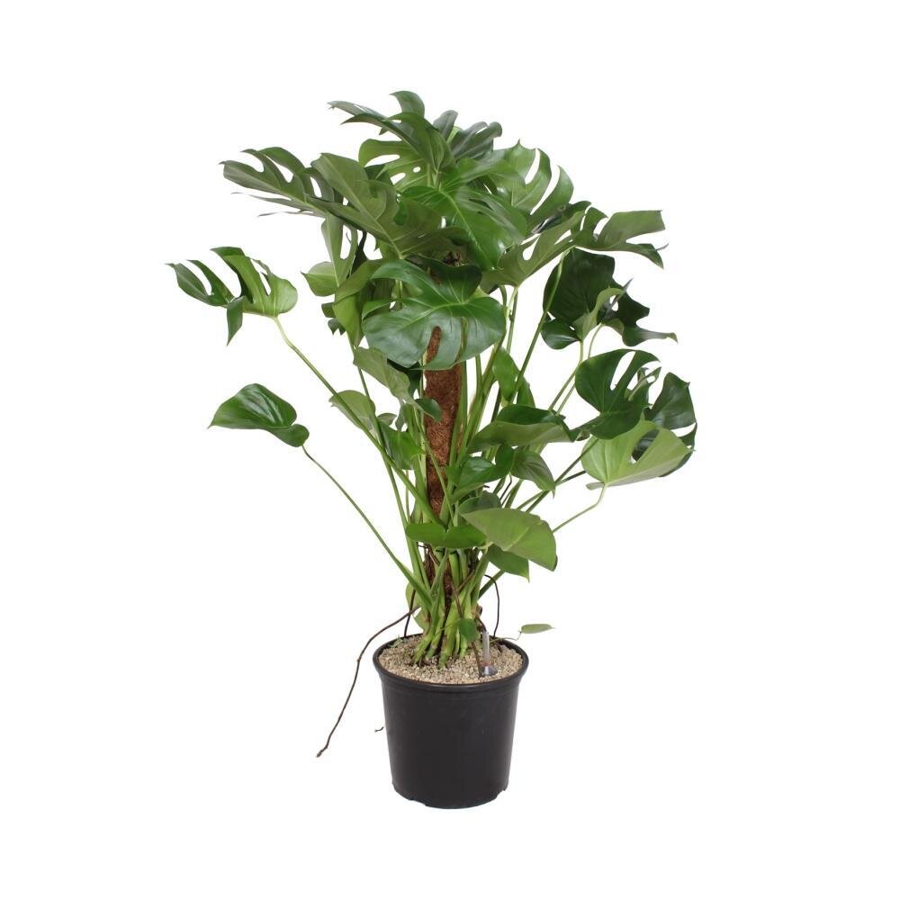 Monstera Deliciosa - Ø32cm - ↕130cm Ø32cm - ↕130cm