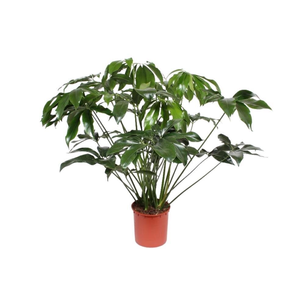 Philodendron Green Wonder - Ø34cm - ↕120cm Ø34cm - ↕120cm
