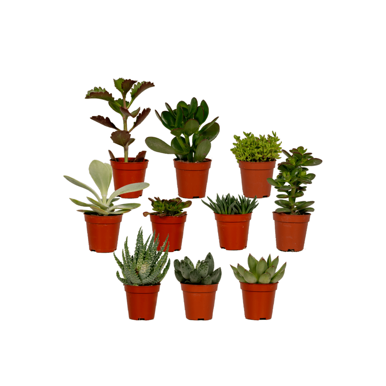 Vetplanten Mix - 10cm - Ø5,5 - 1 stuk Succulenten Mix - 10 stuks - 7cm - Ø5,5