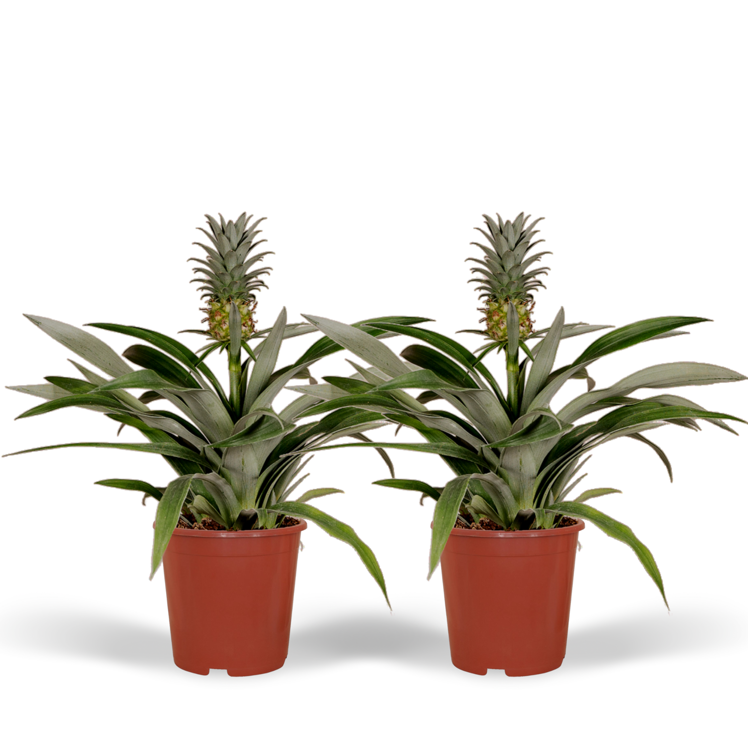 Bromelia Ananas 2x Bromelia - Ananasplant - 30cm - ø12