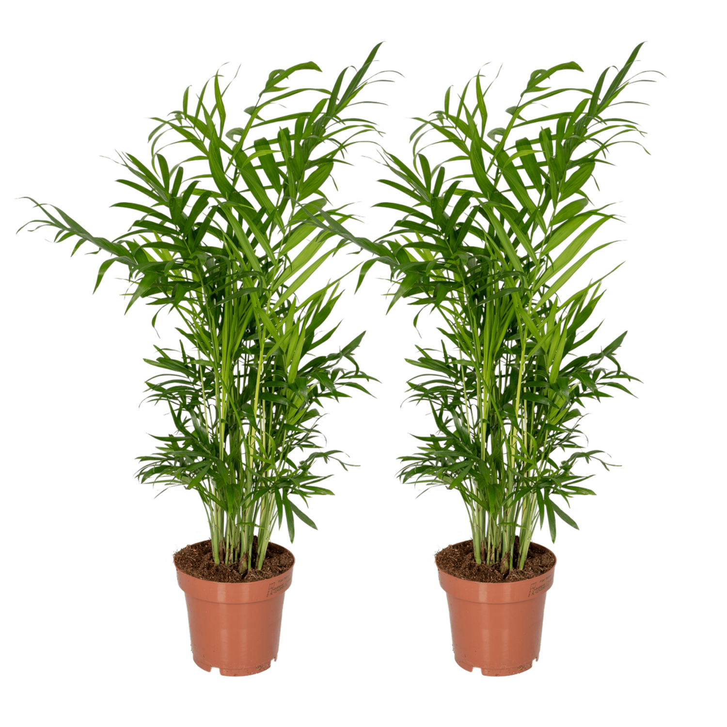 Chamaedorea Elegans 2x Chamaedorea Elegans - Mexicaanse Bergpalm - 40cm - ø12