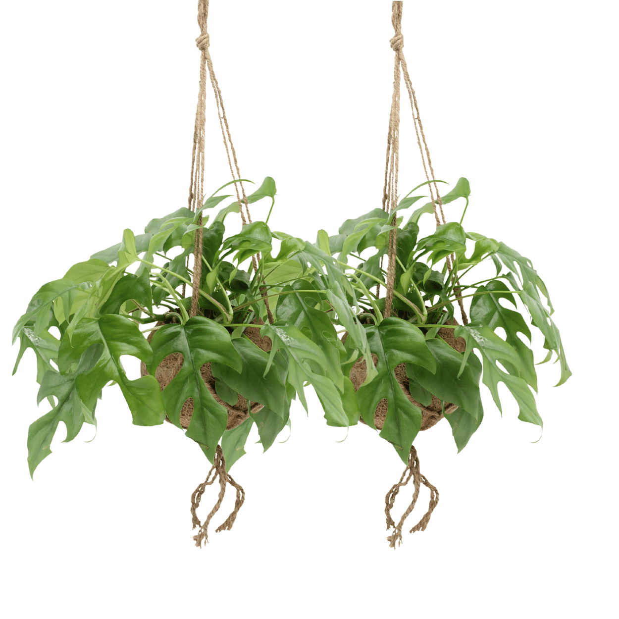 Kokodama Monstera Minima Hang - Gatenplant - 25cm - Ø15 2x Kokodama Monstera Minima Hang - Gatenplant - 25cm - ø15