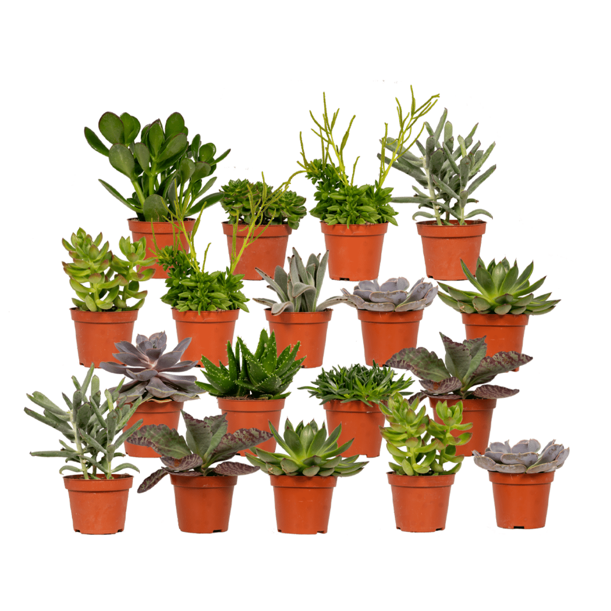 Succulenten Mix -  1 stuk - 10 cm - Ã˜8,5 Succulenten Mix - 18 stuks - 10 cm - ø8,5