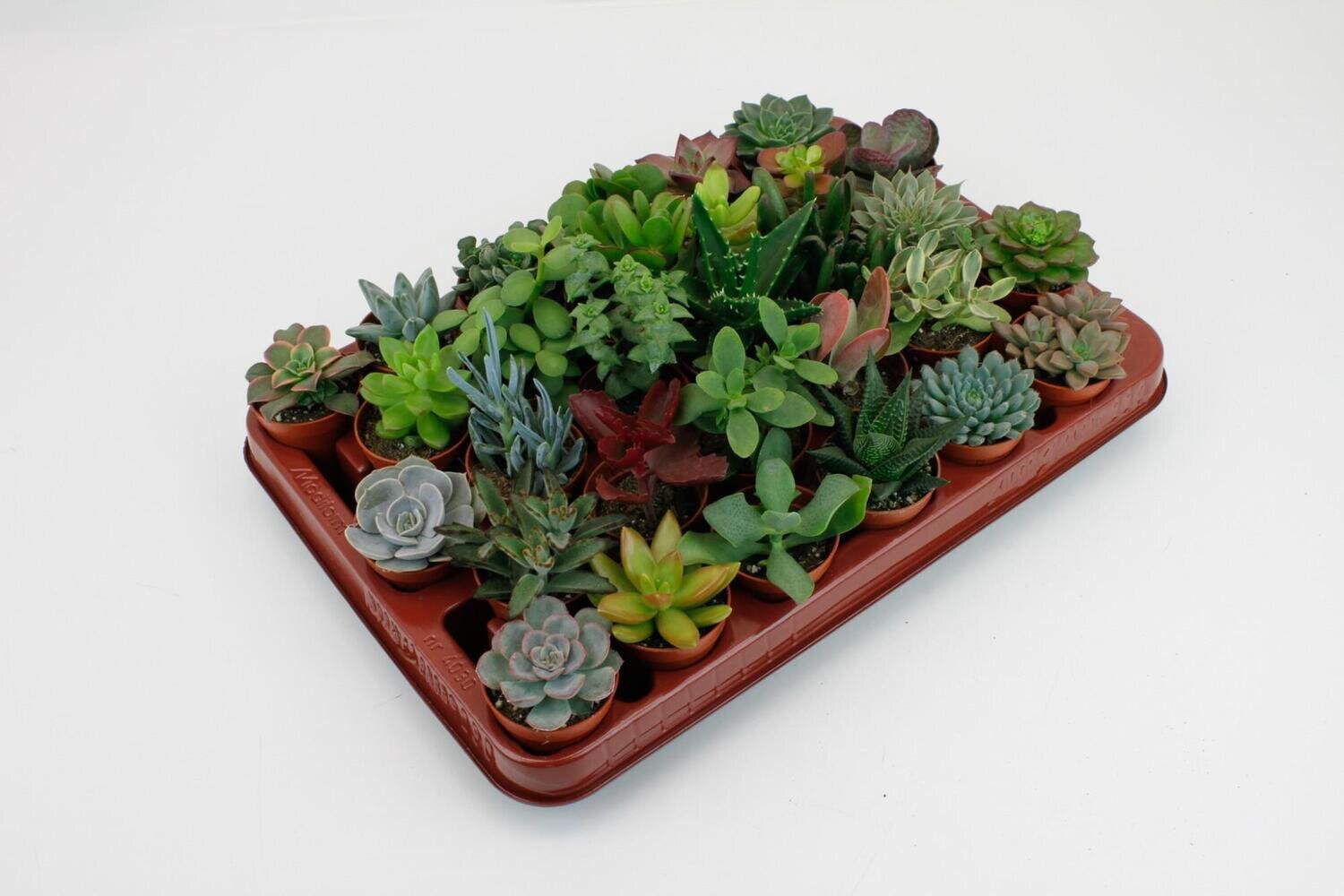 Vetplanten Mix - 10cm - Ø5,5 - 1 stuk Succulenten Mix - 30 stuks - 7cm - Ø5,5