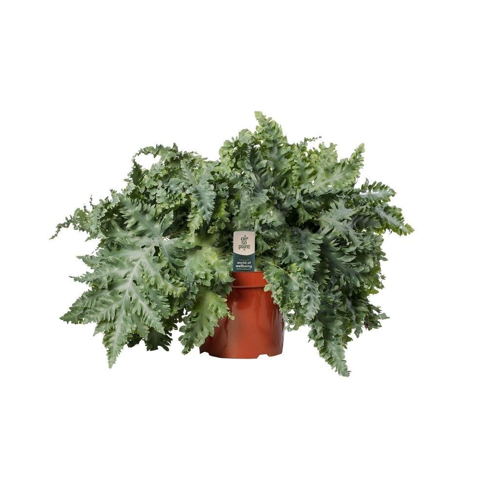 Phlebodium Davana - Ø26cm - ↕60cm Ø26cm - ↕60cm