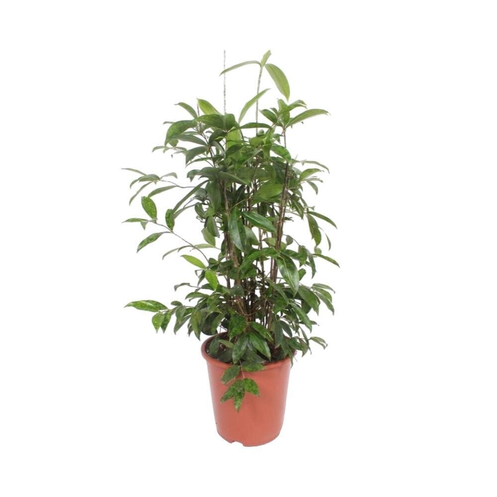 Dracaena Surculosa - Ø27cm - ↕110cm Ø27cm - ↕110cm