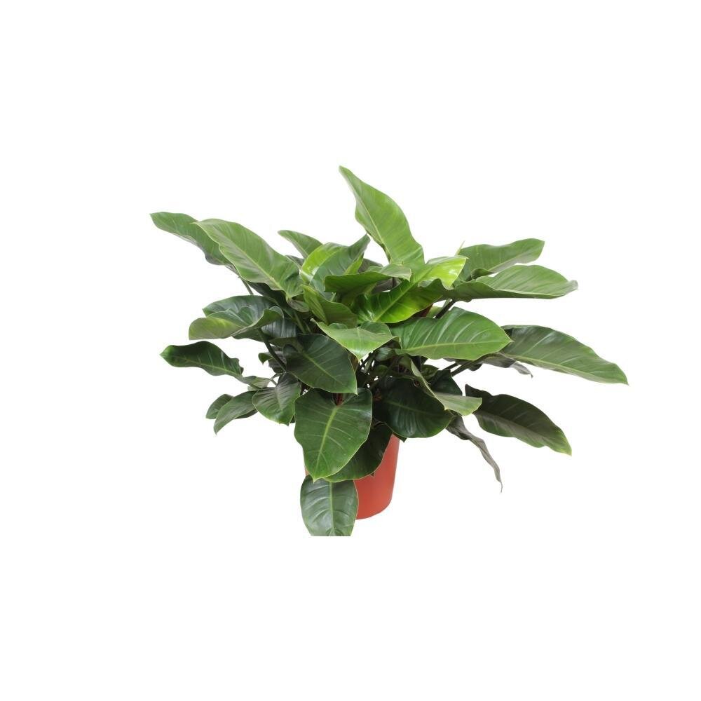 Philodendron Imperial Green - Ø34cm - ↕90cm Ø34cm - ↕90cm