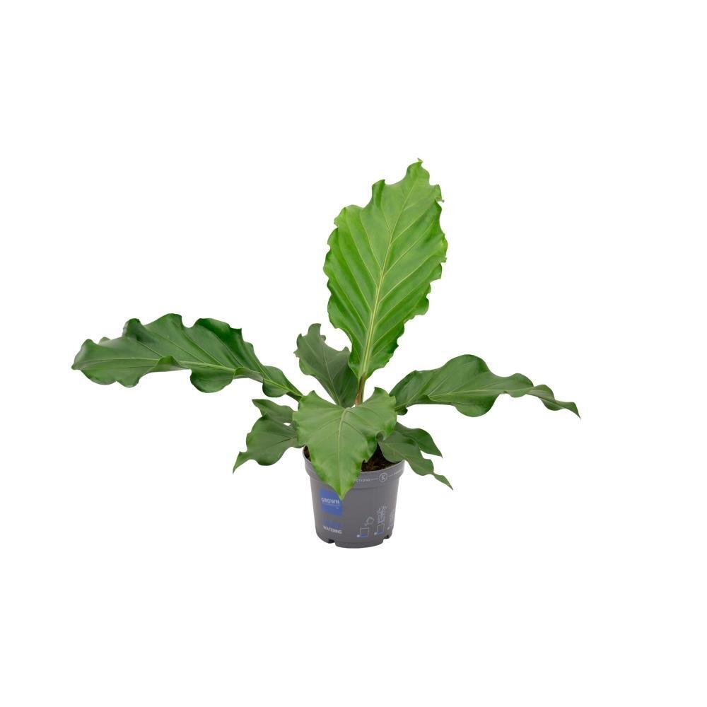 Anthurium  Birdnest - Ø17 ↕55 Ø17cm - ↕55cm